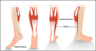 Replicate the below figures with labels in your sketchbook. The Importance Of Calf Strength And The Best Calf Strength Exercises Sport Spinal Physiotherapy