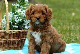 Keep in mind that while breeders will call it a designer dog, it really is a mutt in plain terms. How Much Does A Cavapoo Cost Cavapoo Price My Dogs Info