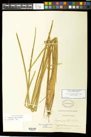 Image result for Eleocharis acutangula