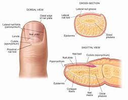 Nail Structure Nail Disorders Nail Tech School Nail Conditions