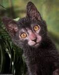 Lykoi Cat Breed, History And Characteristics (Wolf Cat)