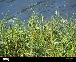 Image result for Urochloa reptans