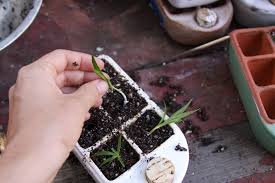 orta kitchen garden design seedlings