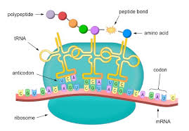 Eukaryotic mrna that has been processed and transported to the cytoplasm (i.e., mature mrna) can then be translated by the ribosome. Translation Bioninja