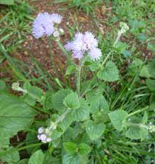 Blue Billy Goat Weed Agaratum Sl Flora