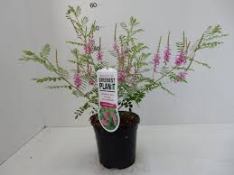 Image result for Indigofera transvaalensis