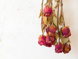 Letting flowers dry out naturally is perhaps the easiest (but not quickest) way to preserve your blooms. How To Dry Flowers 3 Easy Methods And Care Tips