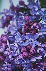Pin On Love Love Love Lilacs