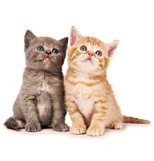 ‪Cats - Wadars‬‏