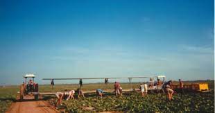 Finding Jobs In Australia Work In Australia Australia Seasonal Work