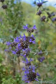 Maybe you would like to learn more about one of these? Salvia Pozo Blue Clevelandii Leucophyllia Hybrid In My Backyard From May 2016 Rancho Penasquitos San Diego Reader