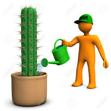 In fact, some varieties can even survive for as long as two years without water. Orange Cartoon Character Watering A Big Cactus San Pedro On Stock Photo Picture And Royalty Free Image Image 14825701