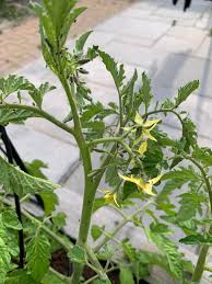 Image result for BLACKFLY ON TOMATO PLANTS