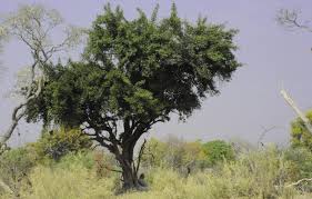 Image result for Garcinia livingstonei