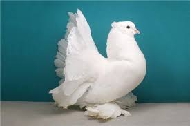 White Indian Fantail Pigeon Pigeons Domestic Fantails Fantail Pigeon Pigeon Breeds Pigeon Pictures