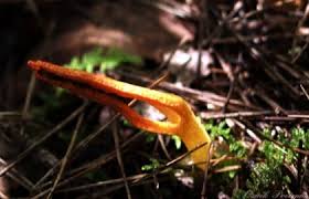 Image result for Pseudocolus schellenbergiae