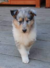 Chiot Colley Bleu Merle Rough Collie Sheltie Dogs Collie Puppies