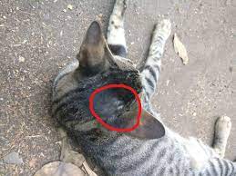 Identifying this underlying cause is critical to prevent further hair loss and to address the root cause to prevent further problems. Hair Loss On Stray Cat S Head Behind Ears Pets Stack Exchange