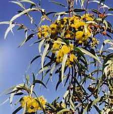 Maybe you would like to learn more about one of these? Eucalyptus Erythrocorys At San Marcos Growers