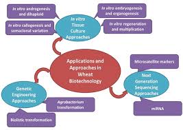 Applications of biotechnology in agriculture: Wheat Responses To Stress And Biotechnological Approaches For Improvement Springerlink