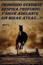 Prohibido Rendirse Frases De Caballos Amor Caballo Caballo Salvaje