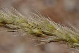 Image result for Enneapogon cenchroides