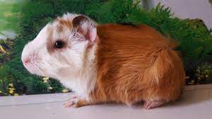 Pin On Guinea Pig