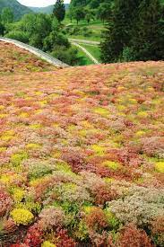 dachbegrunung im vergleich endlich natur aufs dach dachbegrunung grundach haus bauen ideen tipps aufbau klima dachbegrunung dachgarten dach