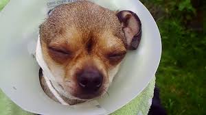 Aural hematoma is the most. Ear Hematoma Cost 351 00 Chihuahua Kyla 2 Of 3 Part Video Youtube