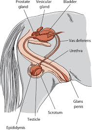 Contact female private part(fpp) on messenger. The Gonads And Genital Tract Of Horses Horse Owners Merck Veterinary Manual