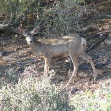 Estatesales.net provides detailed descriptions, pictures, and directions to local estate sales, tag sales, and auctions in the cave creek area as well as the entire state of az. Home Diamondback Pest Control Cave Creek Carefree Scottsdale