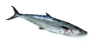 Mackerel fish is the common name applied to a number of families, mostly from the family scombridae. Kingfish King Mackerel Seacore Seafood Products