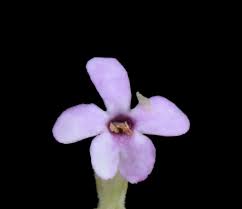 Image result for Selago swynnertonii