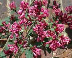Image result for Cestrum elegans