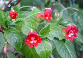 Image result for Pogonospermum attenuifolium