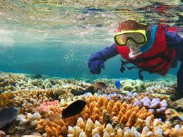 Barrier reef, a coral reef (q.v.) roughly parallel to a shore and separated from it by a lagoon or other body of water. Coral Population Great Barrier Reef In Australia Lost More Than Half Of Its Corals In 3 Decades The Economic Times