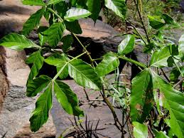 Image result for Paullinia pinnata