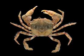 Image result for Multidentia exserta