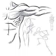 The structure of an animal…. Human Anatomy For Artists And How It Helps Udemy Blog