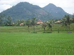  Foto Pemandangan Sawah Di Desa Pemandangan Desa Yang Damai Kini Lebih Banyak Hanya Ada Di Foto Foto Pemandangan De Pemandangan Pedesaan Pemandangan Yang Indah