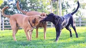 Trots sitt älskvärda lynne, är rasen också en utmärkt vaktande gårdshund. Broholmer Schweiz Fensalirborn Uber Uns Broholmer Schweiz Fensalirborn Broholmer Zuchter Schweiz