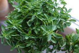 The best option for fresh oregano is to use dried if you have it on hand! What S A Good Oregano Substitute Spiceography