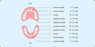 Vers quel age ils perdent les dents de lait? Dents De Lait Importance Et Risque Lie Aux Caries Ameli Fr Assure