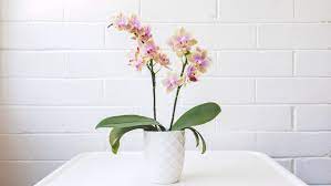 Best indoor flowering plants australia. 13 Plants That Are Best For Indoors Bunnings Australia