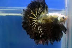 Betta Fish Kuching Kuching Malaysia Facebook