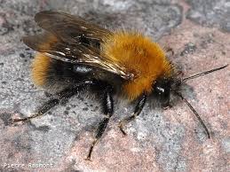 Image result for Bombus pascuorum