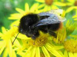 Image result for Bombus lapidarius