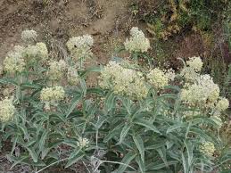 Asclepias Eriocarpa Whoolypod Milkweed Baja Native Herbaceous Perennial Monarch Food Source P Milkweed Plant Herbaceous Perennials Plants