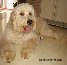 We did not find results for: Goldendoodle Dog Breed Information And Pictures
