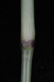 Image result for Enteropogon monostachyos